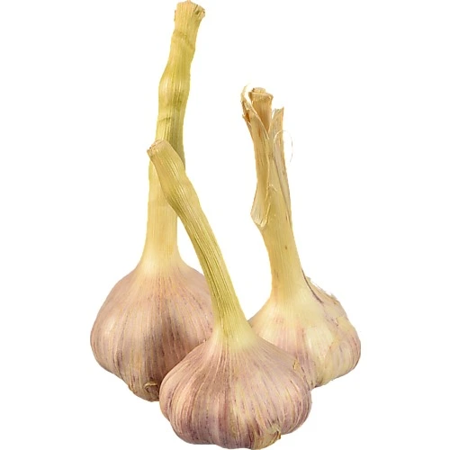 Часник молодий