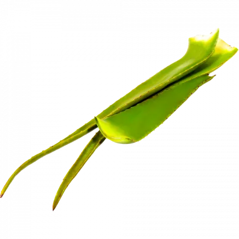 Лист Алое (Наш імпорт) шт